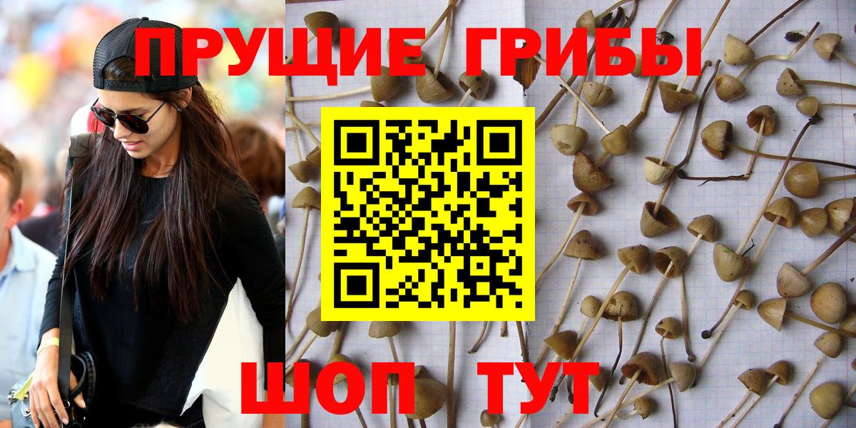 Галлюциногенные грибы Psilocybe Троицк
